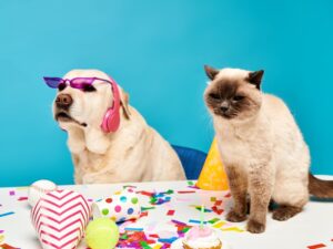 koszulki, bluzy i poduszki z psami i kotami