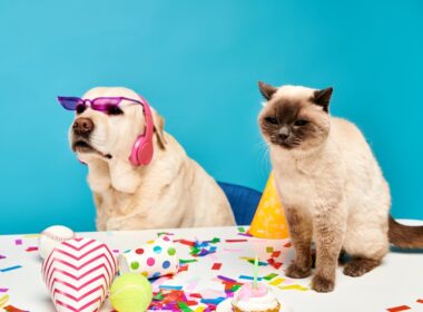 koszulki, bluzy i poduszki z psami i kotami